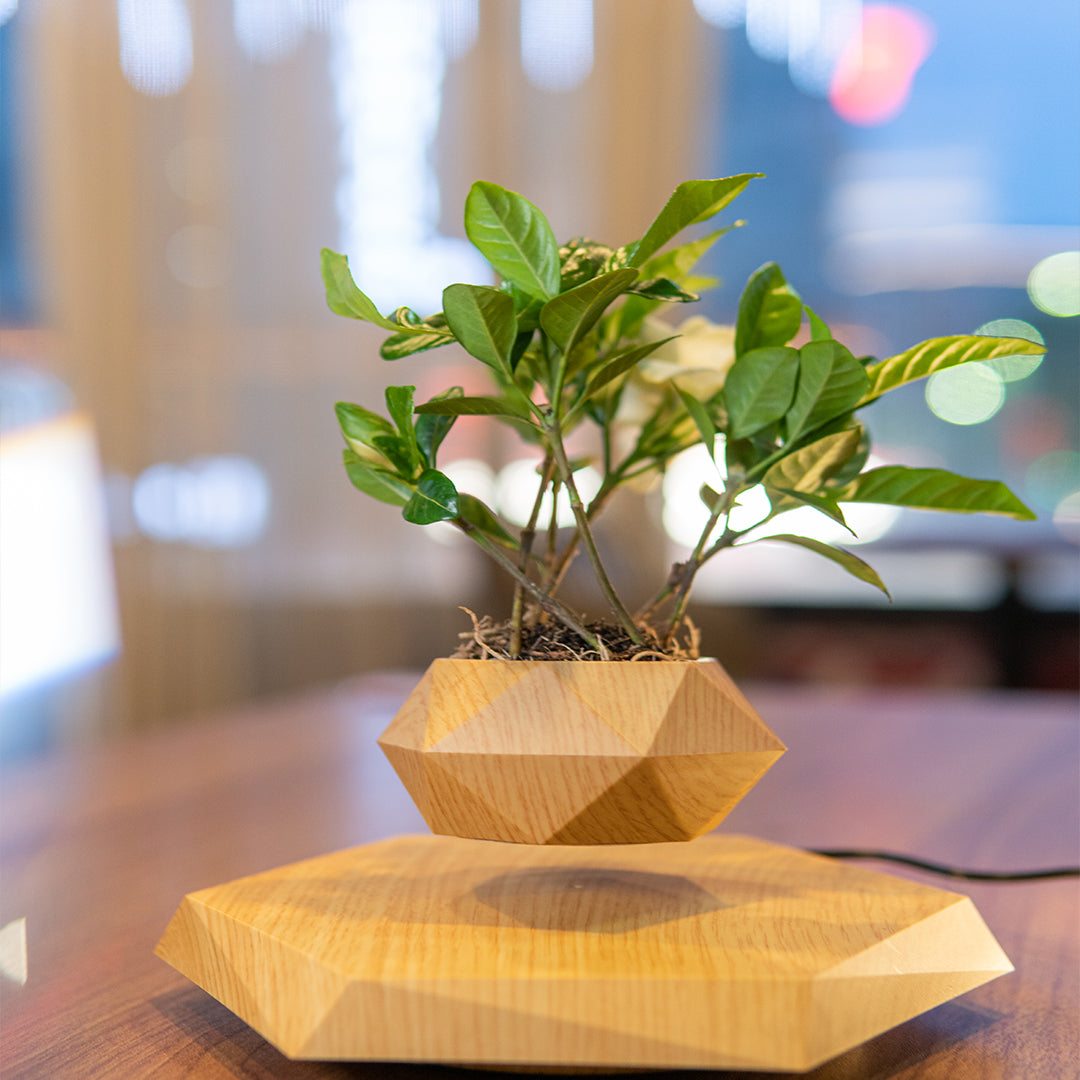 LANGTU Magnetic Levitating Air Bonsai Pot Floating Flower Pot Rotating Potted Planter for Home, Office & Desk Decor Wooden - LANGTU Store